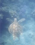 0020___loggerhead_seen_while_snorkeling_at_the_whitsundays___australia_2002
