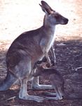 kangaroo_and_hungry_joey

