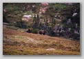 Grizzly_on_helen_lake_trail
