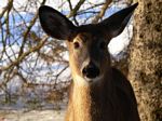 bondi_x_country_skiing__jan_2006____deer_at_bondi__1_.jpg