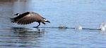 island_lake_day_paddle__apr_2006____take_off.jpg