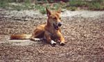 0013___fraser_island___dingo__3_
