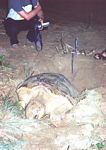 0014___loggerhead_turtle_laying_eggs__mon_repos_
