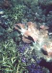 0019___great_barrier_reef__11_
