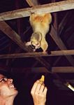 0021___alejo_feeding_a_possum___australia_2002
