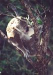 0022___magnetic_island_koala__3_

