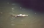0025___platypus_at_eungella_national_park__1_
