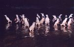 0031___fairy_penguin_parade_on_philips_island
