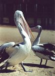 0032___pelicans_at_phillips_island_bridge
