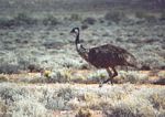 0038___wild_emu__1_
