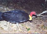 bush_turkey
