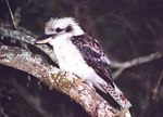 kookaburra_sitting_in_the_old_gum_tree
