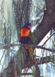 parrot__1_
