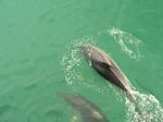 new_zealand__2007____0231
