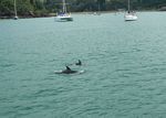 new_zealand__2007____0232
