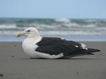 new_zealand__2007____0312
