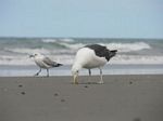 new_zealand__2007____0313
