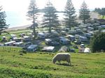 new_zealand__2007____0417
