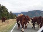 new_zealand__2007____0949
