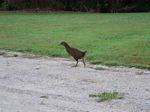 new_zealand__2007____0952___weka
