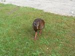 new_zealand__2007____0953___weka

