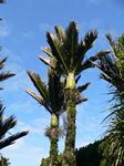 new_zealand__2007____1055___nikau_palm
