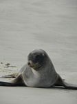 new_zealand__2007____1412
