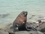 new_zealand__2007____1414

