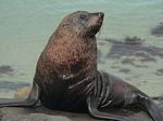 new_zealand__2007____1415___fur_seal
