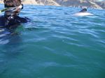 new_zealand__2007____1531
