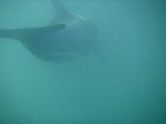 new_zealand__2007____1535___hectors_dolphin
