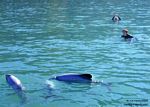 new_zealand__2007____1536___swimming_with_dolphins

