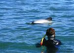 new_zealand__2007____1537
