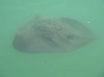 new_zealand__2007____1540___eagle_ray_in_akaroa_harbour
