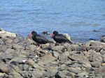 new_zealand__2007____1542
