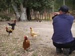 new_zealand__2007____1636___wild_chickens_at_rest_stop
