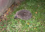 new_zealand__2007____1670___hedge_hog
