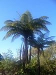 new_zealand__2007____1816___fern_tree
