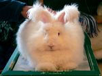 new_zealand__2007____1817___german_angora_rabbit
