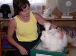 new_zealand__2007____1818___german_angora_rabbit
