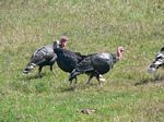 new_zealand__2007____1821___wild_turkeys
