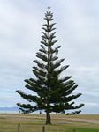 new_zealand__2007____2033
